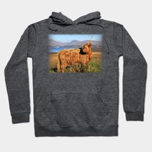 Highland Cow of Cladich at Loch Awe Hoodie